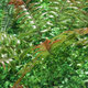 Artificial Plant Wall Topiary Hedges Panel Plastic Faux Shrubs Fence Mat Artificial Plant Wall Topiary Hedges Panel Plastic Faux Shrubs Fence Mat
