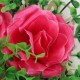 Simulation Stars Flowers Artificial Plastic Lawn Weddings Home Cafe Garden Restaurant Decor