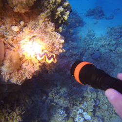 DL01 XHP50.2 2230LM Underwater 100M Strong Dive Light 6500K Professinal Scuba Diving LED Flashlight with Magnetic Switch Under Water Photography Video LED Fill Light DL01 XHP50.2 2230LM Underwater 100M Strong Dive Light 6500K Professinal Scuba Diving LED Flashlight with Magnetic Switch Under Water Photography Video LED Fill Light