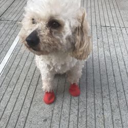 4/8Pcs Dog Cat Rain Protective Boots Waterproof Puppy Pet Shoe Covers Boots Anti-Slip 4/8Pcs Dog Cat Rain Protective Boots Waterproof Puppy Pet Shoe Covers Boots Anti-Slip
