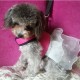 Pet Dog Cat Puppy Soft Lace Oxford Fabric Dress Skirt Clothing Vest Harness