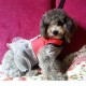 Pet Dog Cat Puppy Soft Lace Oxford Fabric Dress Skirt Clothing Vest Harness
