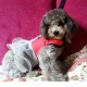 Pet Dog Cat Puppy Soft Lace Oxford Fabric Dress Skirt Clothing Vest Harness Pet Dog Cat Puppy Soft Lace Oxford Fabric Dress Skirt Clothing Vest Harness