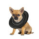 Protective Cone for Dogs Cats After Surgery Soft Elizabethan Collar Recovery Puppy Pet Supplies Protective Cone for Dogs Cats After Surgery Soft Elizabethan Collar Recovery Puppy Pet Supplies