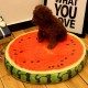 HP-PK1 Pet Dog Simulation Fruit Mats Colorful Squishy Cotton Dog Beds Pet Kennels