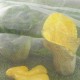 10M/6M x 2.5M Garden Bird Net Netting Vegetables Pest Plant Crops Protect Mesh Anti Bird Net