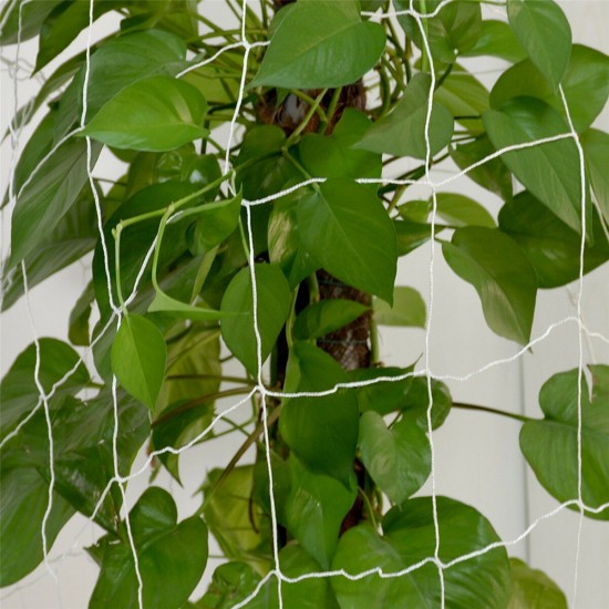 Trellis Netting Garden Net Plant Climbing Grow Support Fruit Vine Fence 6inch Mesh