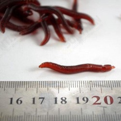 1pc Soft EarthWorm Fishing Lures Silicone Red Worms Bait Plastic 1pc Soft EarthWorm Fishing Lures Silicone Red Worms Bait Plastic