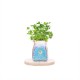Creative DIY Negative Ion Hydroponic Potted Desktop Water Pebble Carbon Ball Anti-radiation Mini Flower Pot