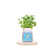 Creative DIY Negative Ion Hydroponic Potted Desktop Water Pebble Carbon Ball Anti-radiation Mini Flower Pot Creative DIY Negative Ion Hydroponic Potted Desktop Water Pebble Carbon Ball Anti-radiation Mini Flower Pot