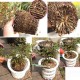 Multicolor Resin Control Root Flower Pots Hydroponics Soilless Planting Pots