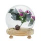 Round Decorative Transparent Glass Dome with Wooden Base Cloche Bell Jar