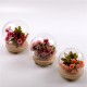 Round Decorative Transparent Glass Dome with Wooden Base Cloche Bell Jar