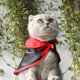 Halloween Costume Pet Cat Small Dog Vampire Hat Cape Cloak Halloween Cosplay Fancy Dress Costume for Pet Decor