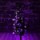Purple4 