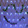 Blue2 