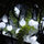 White Light3 