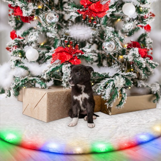 36 LED Christmas Tree Skirts 48-inch Battery Operated RGB Round Christmas Decoration with Plush for Christmas Tree Indoor Outdoor Holiday Party 36 LED Christmas Tree Skirts 48-inch Battery Operated RGB Round Christmas Decoration with Plush for Christmas Tree Indoor Outdoor Holiday Party