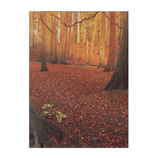 5Pcs Modern Autumn Forest Canvas Print Paintings Poster Wall Art Picture Home Decor Unframed