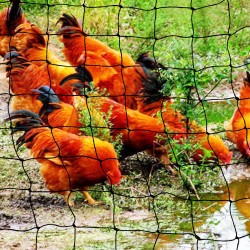 Fruit Net Flower Vegetables Plants Protect Cover Nylon Bird Net Outdoor Fruit Net Flower Vegetables Plants Protect Cover Nylon Bird Net Outdoor