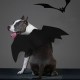 Halloween Cat Bat Wings Collar Harness Decor Puppy Pet Cat Black Bat Dress Up Funny Wing Cat Clothes