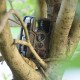 Hunting Camera Motion Activated H801 16MP Deer Tree Digital Waterproof Trail Wildlife Camera