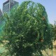 Large Anti Bird Protect Tree Nylon Net Fruit Crop Plant Garden Pond Netting Mesh