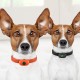Dog Training Collar USB Rechargeable Automatic Dog No Barking Collar Automatic Anti Bark Control Training Collar