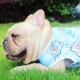 Pet Vest Comfortable Breathable Summer Cooling Clothes