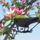 Simulation Crow Bird Scarer Deterrent Repeller Garden Weed Pest Vocalization Hunting Decoy Outdoor