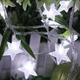 DSL-6 Gardening 5M 40LED String Light Star Shape Holiday Garden Party Wedding Decoration DSL-6 Gardening 5M 40LED String Light Star Shape Holiday Garden Party Wedding Decoration
