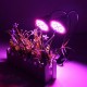 30W Flexible Clip-on Hydroponics Plant LED Dual Grow Light Full Spectrum Flower Lamp