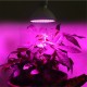 LED Grow Light Bulb 20W Plant Light with 200 LEDs E27 Base Grow Light Bulbs for Indoor Plants Vegetables Greenhouse and Hydroponic