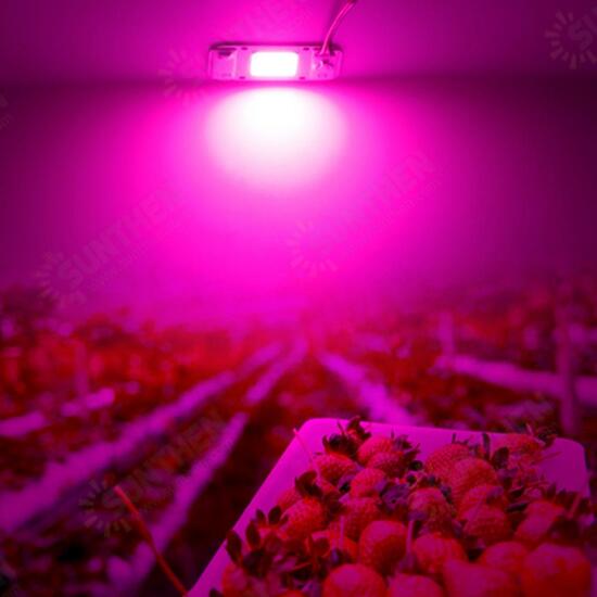 20W 30W 50W Full Spectrum COB LED Grow Light Chip DIY For Indoor Plant Hydroponice AC220V