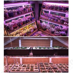 169/81 LED Plant Grow Light Full Spectrum Indoor Veg Flower Hydroponic Lamp 85-265V 169/81 LED Plant Grow Light Full Spectrum Indoor Veg Flower Hydroponic Lamp 85-265V