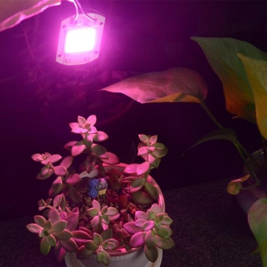 20W LED Full Spectrum Plant Grow Light DIY COB Chip AC220V