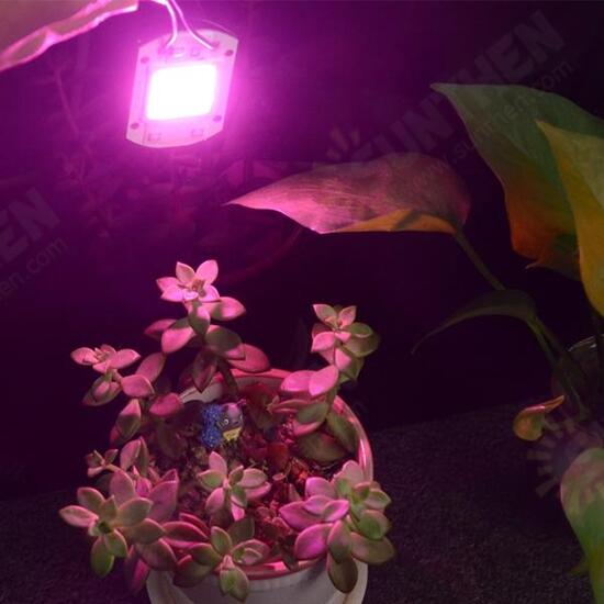 20W LED Full Spectrum Plant Grow Light DIY COB Chip AC220V