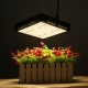 300W LED Grow Light Full Spectrum Hydroponic Indoor Plant Flower Growing Bloom Lamp AC85-265V