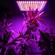 45W 200W Reflector Cup Full Spectrum Led Grow Lights For Grow Tent Box Indoor Greenhouse