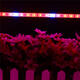 5PCS 50CM 5050 Waterproof LED Grow Light Strip Lamp+ Power Adpater for Veg Flower Plant DC12V