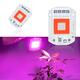 AC110V/AC220V 20W 30W 50W Full Spectrum Red & Blue LED Grow Light Chip for Indoor Plants Flowers AC110V/AC220V 20W 30W 50W Full Spectrum Red & Blue LED Grow Light Chip for Indoor Plants Flowers
