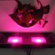 AC220V 100W Full Spectrum LED Flood Grow Light Waterproof IP65 for Indoor Ourdoor Plant