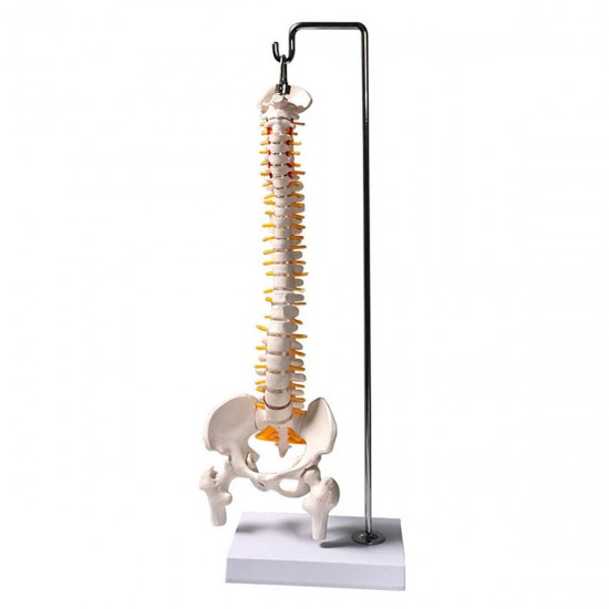 45cm (17.7inch) Spine Medical Model With Pelvis Femur Heads 1/2 Life Lab Equipment