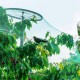 5 Size Anti Bird Net Garden Mesh Fruit Tree Pond Netting Protect Cover