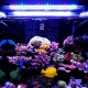 A251M 15W 25CM 5730 45SMD 1900LM LED Coral SPS LPS Aquarium Sea Reef Tank Light