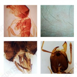 5MP USB Binocular Stereo Microscope Electronic Eyepiece Video CMOS Camera Industrial Eyepiece Camera 5MP USB Binocular Stereo Microscope Electronic Eyepiece Video CMOS Camera Industrial Eyepiece Camera