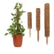 4 Pack Coir Totem Pole Plant Coir Moss Stick Totem Pole for Climmbing Plant Support Extension Climbing Indoor Plants Creepers