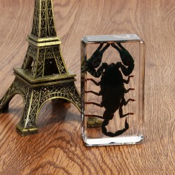 Clear Acrylic Lucite Insect Specimen Spider Black Longhorn Beetle Scorpions Craft Science Toy Clear Acrylic Lucite Insect Specimen Spider Black Longhorn Beetle Scorpions Craft Science Toy
