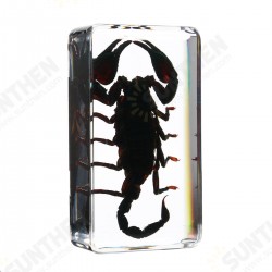 Clear Acrylic Lucite Insect Specimen Spider Black Longhorn Beetle Scorpions Craft Science Toy Clear Acrylic Lucite Insect Specimen Spider Black Longhorn Beetle Scorpions Craft Science Toy