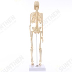 Mini Detachable Human Skeleton Bone Model Removable Arms Legs w Metal Stand Anatomical Medical Model Mini Detachable Human Skeleton Bone Model Removable Arms Legs w Metal Stand Anatomical Medical Model